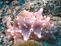   Nudibranch Harlequin nudibranchs  